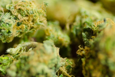 Codystatham: Jersey Weed, Antarctic Cheese Doodles, And Tracy ...