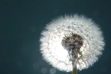 Close up iPhone 5s Wallpapers