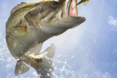 The Gallery For   > Bass Fishing Backgrounds