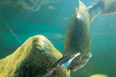 The Gallery For   > Bass Fishing Backgrounds