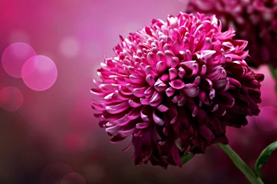 Big Flower Images And Wallpapers Download