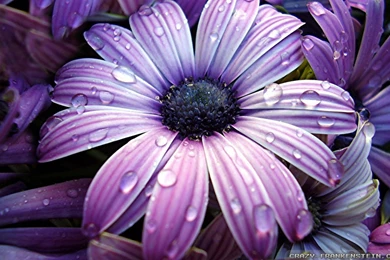 Big beautiful flowers wallpapers 1920x1200.jpg