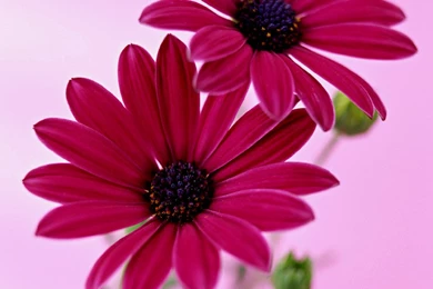 Portrait Photo Di Siji Flowers 40417   Large Vertical Screen   Special