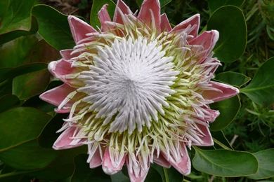 Large Flower Wallpapers 40569 Images