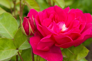 Personable Flower Wallpapers Large Size