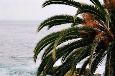 Palm Malibu Iphone Wallpapers