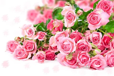Pink Flower Backgrounds 1024x640.jpg