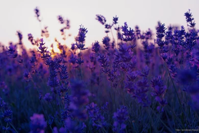 Earth Flower Wallpaper/Backgrounds – Windows 10 Wallpapers