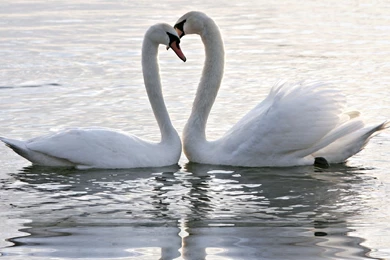 Romantic Couple Kiss Hd Wallpapers   Wallpaperss HD