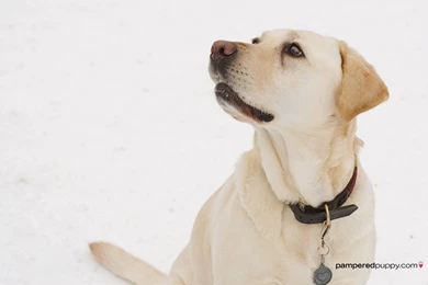 Golden Lab On Snow