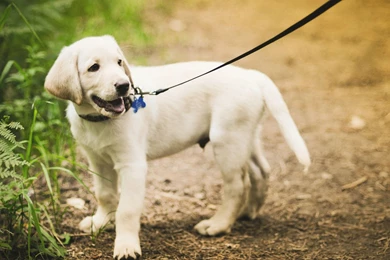 Golden Labrador Puppy Wallpaper.jpg