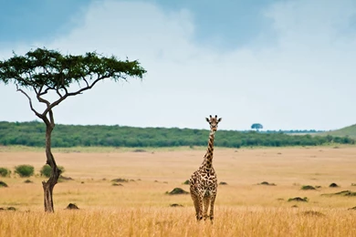 Giraffe HD Wallpapers