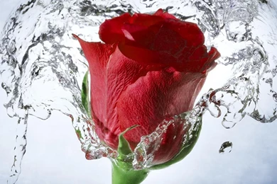 Red Rose Live Wallpapers   Android Apps And Tests   AndroidPIT