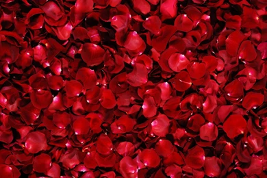 74 Rose Wallpapers For HD Download