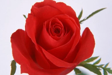 Red Roses, Most Popular Rose, Rose Wallpapers, Beautiful Rose, Red ...