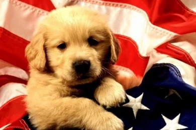 YELLOW LAB 2297 PATRIOTIC LABRADOR GOLDEN RETREVER CUTIE FLAG HD ...