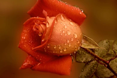 Wet Red Rose Wallpapers   Flower Wallpapers