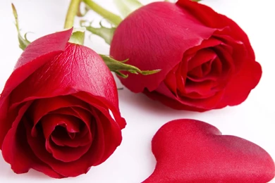 Red rose wallpapers.jpg