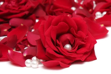 Romantic Wet Red Rose Wallpapers And Backgrounds