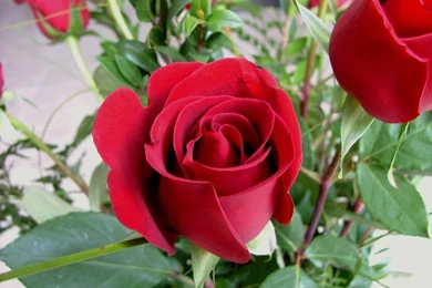 Beautiful Rose, Red Rose, Flowers, Red Rose Wallpapers, Red Rose ...