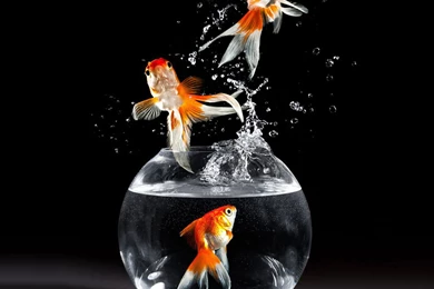 Gold Fish Wallpapers KLA7