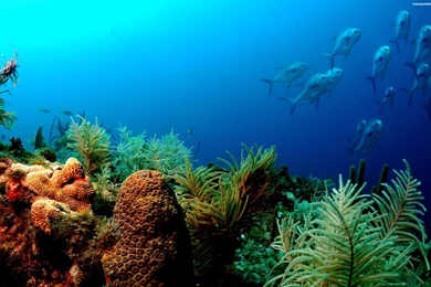 Underwater Fish Desktop Backgrounds HD Wallpapers