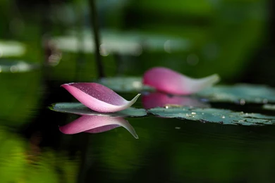 Landscape Wallpapers, Hd Desktop Images, Large Wallpapers, Green ...