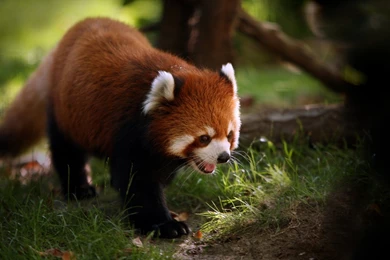 Red Panda HD Wallpapers