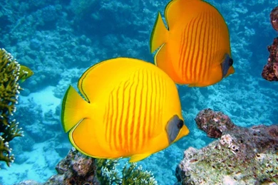 Butterfly Fish Lemon yellow Color desktop Wallpapers Hd ...