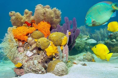 Underwater World Fish Desktop Wallpapers Hd : Wallpapers13.com