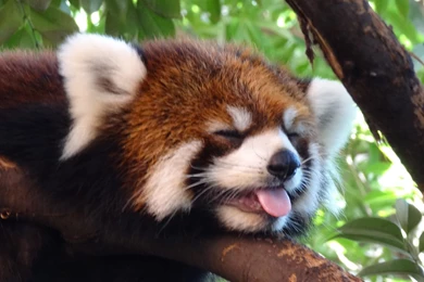 Red Panda Sleeping   Wallpaper.