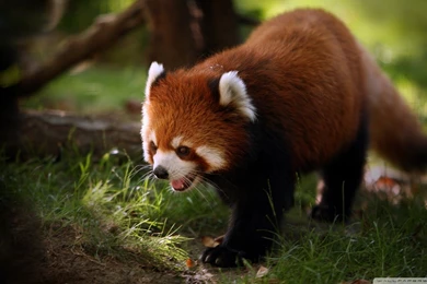 Download Brilliant Red Panda Wallpapers 1920x1080