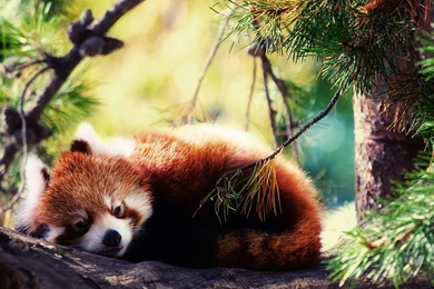 Red Panda Backgrounds Wallpapers Attachment 9686   Amazing Wallpaperz