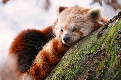 Red Panda Sleeping   Wallpaper.