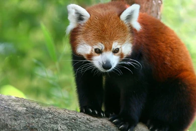 Red Panda Wallpapers