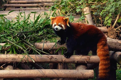 Cute Red Panda Sleeping   Wallpaper.