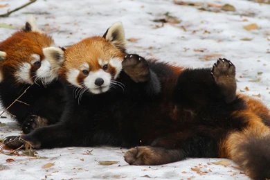 Red Panda Waving Desktop Backgrounds HD 3840x2160