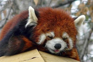 Red Panda   (