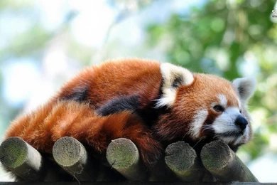 Justpict.com Baby Red Pandas Wallpapers