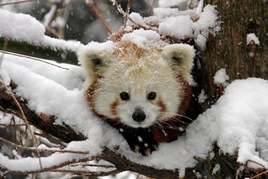 Snowy Red Panda Cub HD Wallpapers   Cool Wallpapers