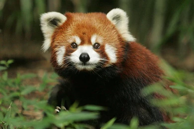 Blue Android Wallpapers With High Resolution   Mbagusi.com