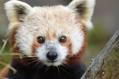 Download Wallpapers 2560x1440 Red Panda, Look, Nose Mac iMac 27 HD ...