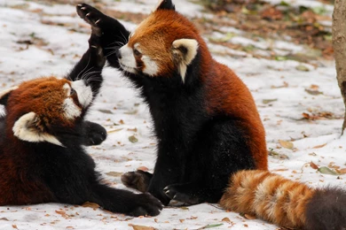 Red Panda Brothers Desktop Backgrounds HD 3840x2160