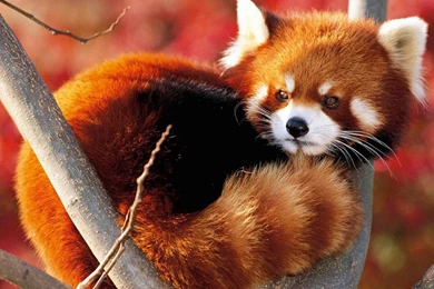 RED PANDA WALLPAPER   (