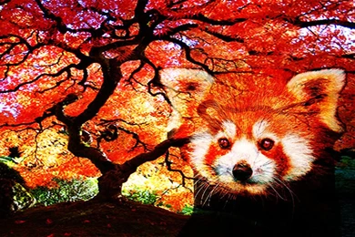 Red Panda Desktop By KinKaoru On DeviantArt