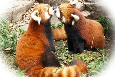 Red Panda Wallpapers 53295