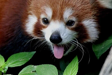 Download Wallpapers 1080x1920 Red Panda, Leaves, Trees, Lie Sony ...