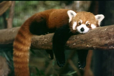 Red Panda   Wallpaper.