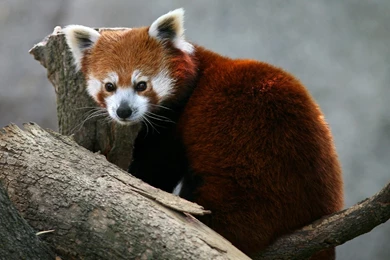 Red Panda Quotes. QuotesGram