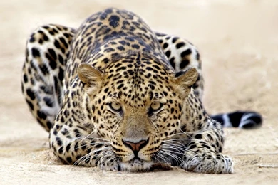 615 Leopard HD Wallpapers